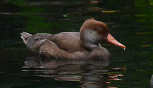 Red-crested Pochard