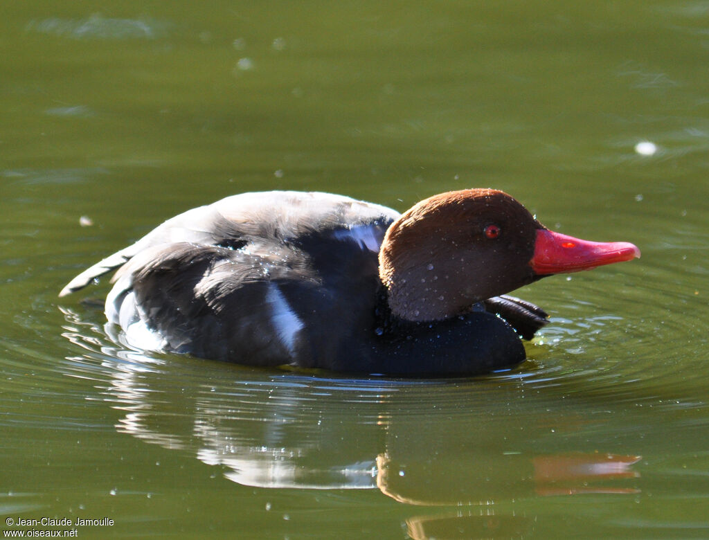 Nette rousse, Comportement