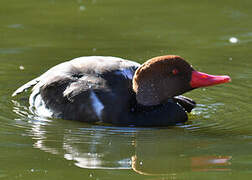 Red-crested Pochard