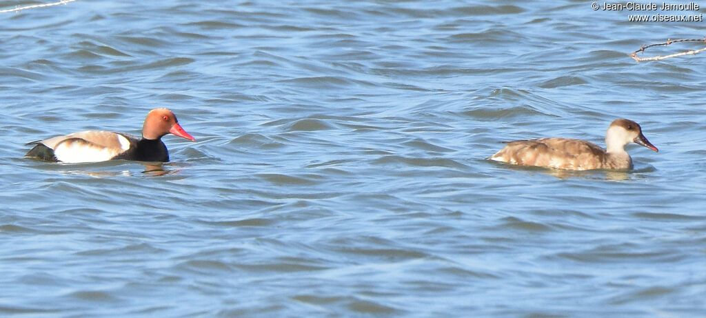 Red-crested Pochard