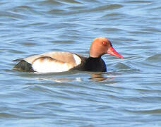 Red-crested Pochard