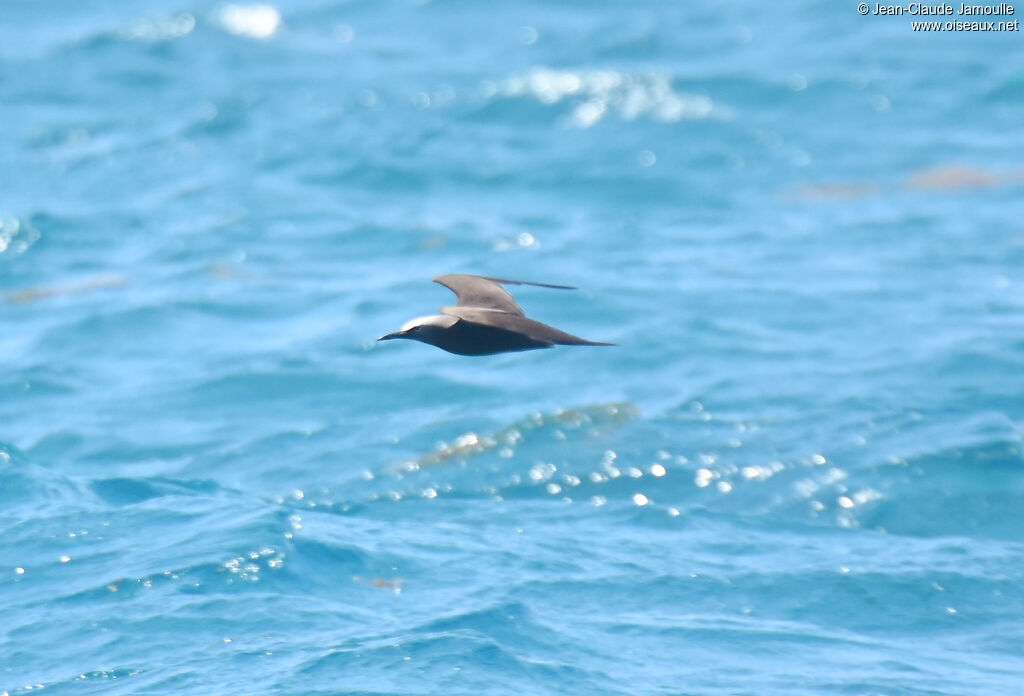 Brown Noddy