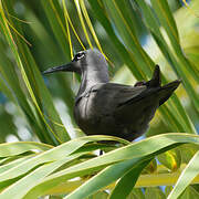 Brown Noddy