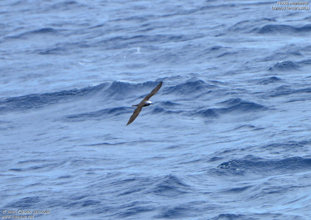 Lesser Noddy, Flight