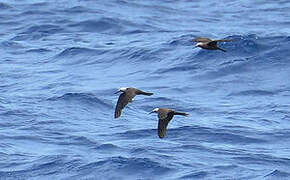 Lesser Noddy