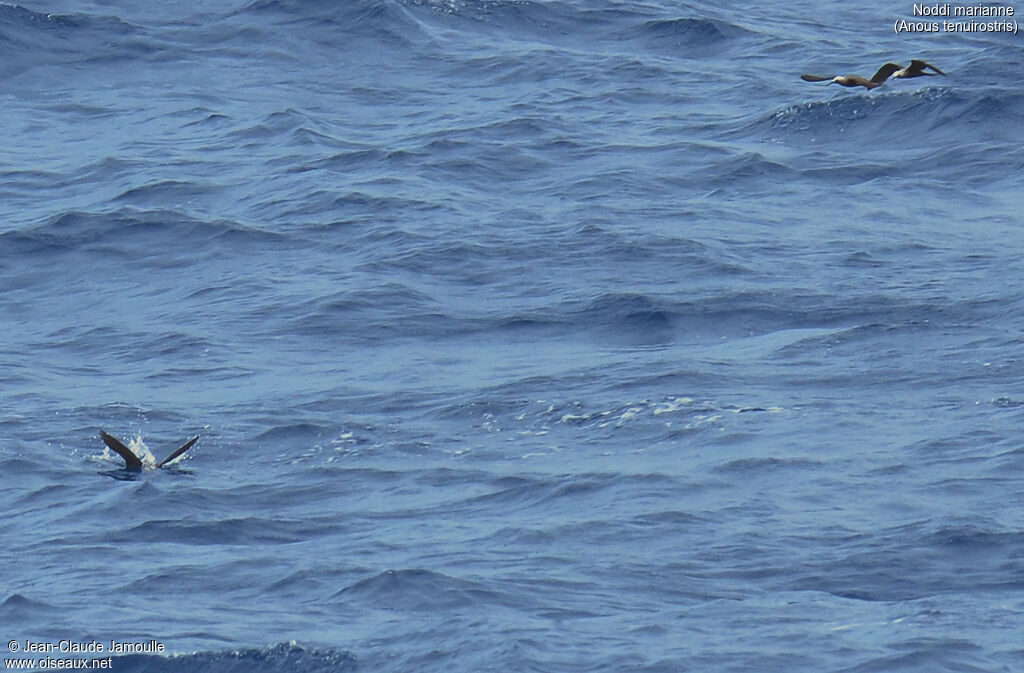 Lesser Noddy