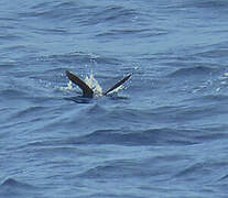 Lesser Noddy