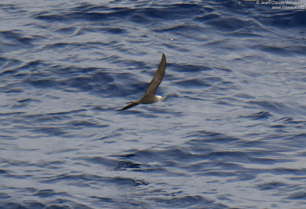 Lesser Noddy