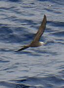 Lesser Noddy