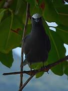 Black Noddy