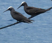 Black Noddy