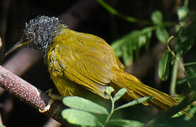 Oriole Warbler