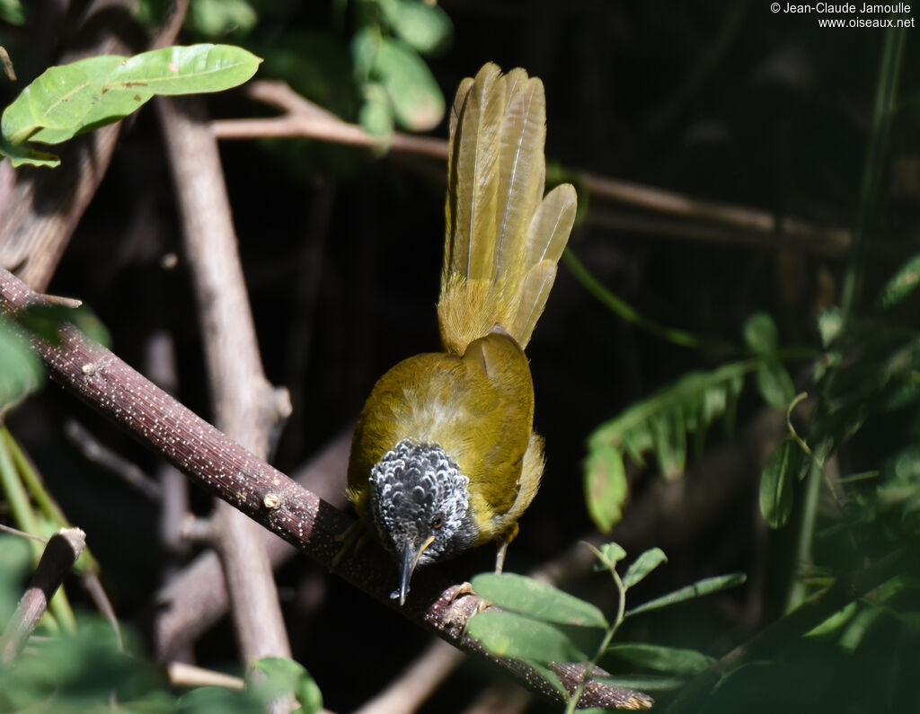 Oriole Warbler