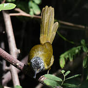 Oriole Warbler