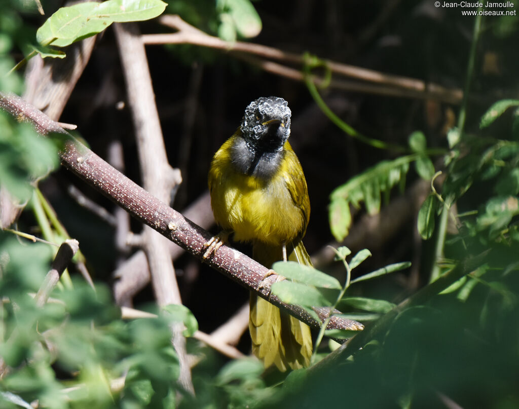 Oriole Warbler