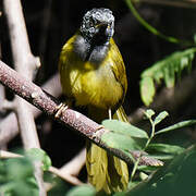 Oriole Warbler