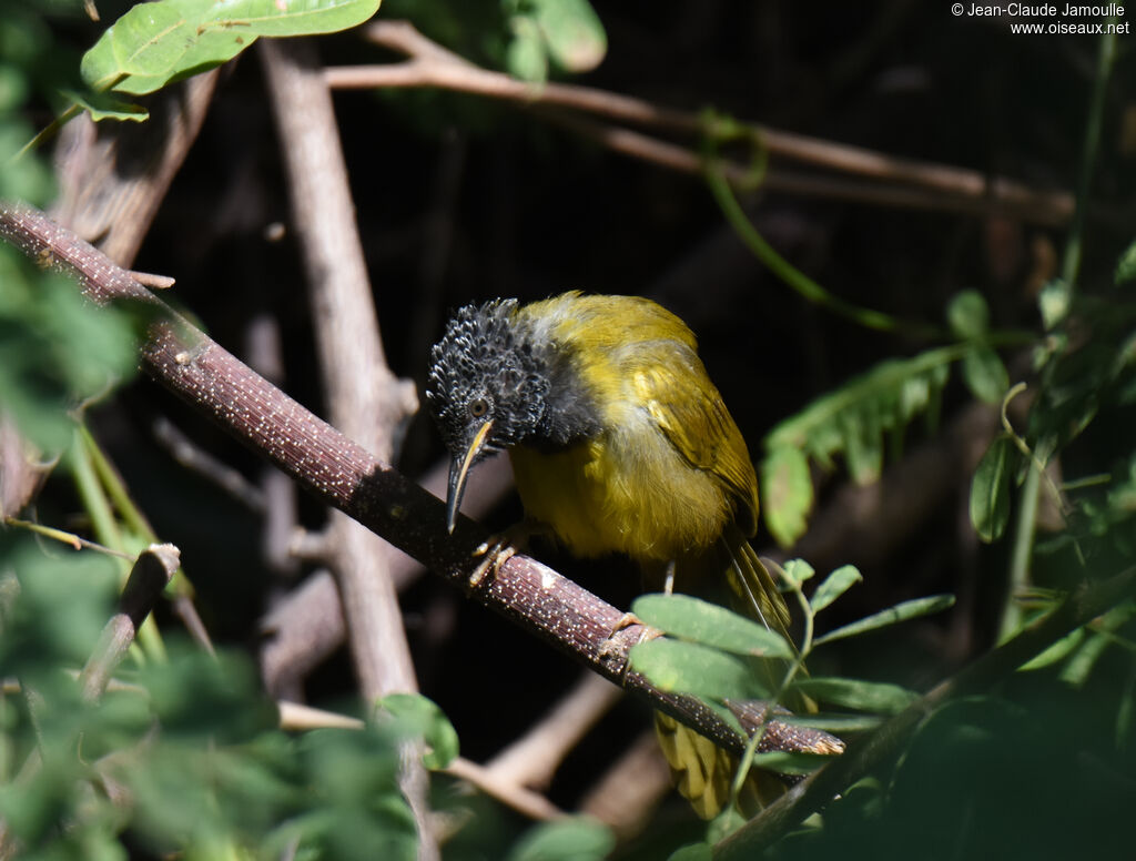 Oriole Warbler