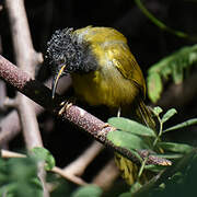 Oriole Warbler