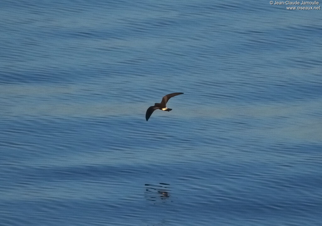 Leach's Storm Petrel