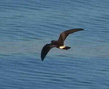 Leach's Storm Petrel