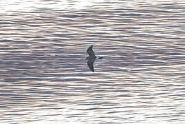 Leach's Storm Petrel