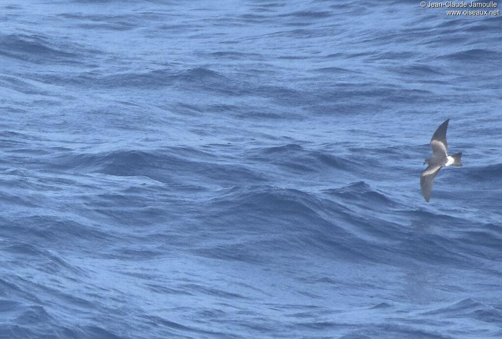 Leach's Storm Petrel, pigmentation, Flight