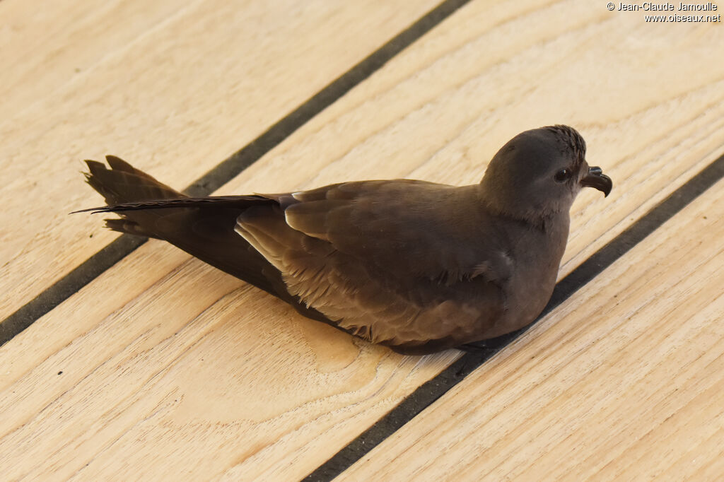 Leach's Storm Petrel