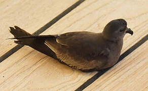 Leach's Storm Petrel