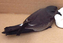 Leach's Storm Petrel