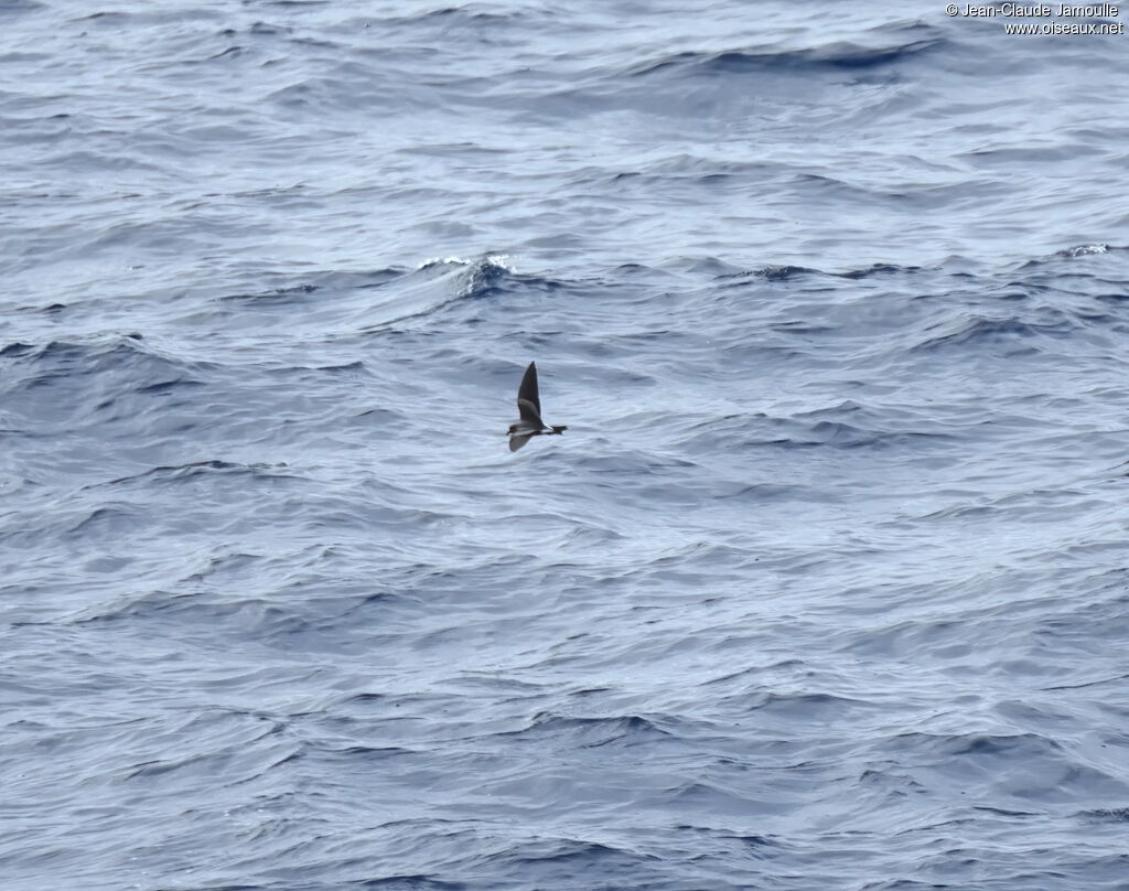 Leach's Storm Petrel