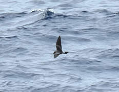 Leach's Storm Petrel