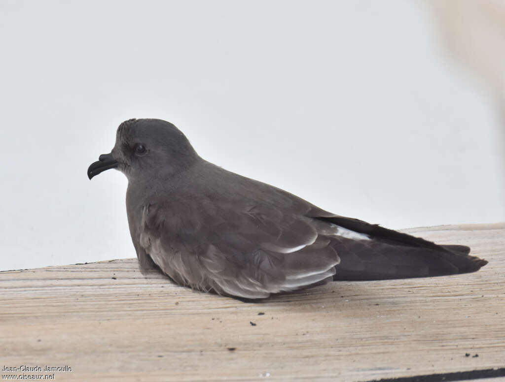 Band-rumped Storm Petrel, identification