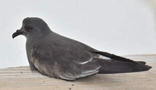 Band-rumped Storm Petrel