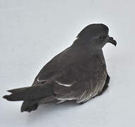 Band-rumped Storm Petrel