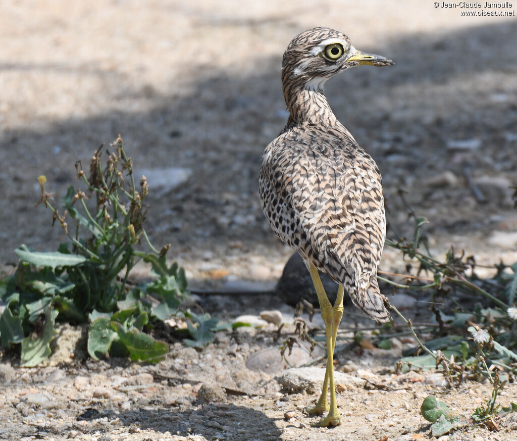 Spotted Thick-knee