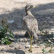 Spotted Thick-knee