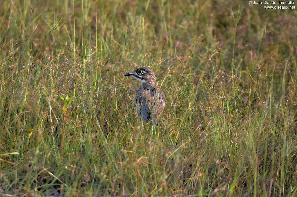 Water Thick-knee