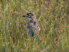 Water Thick-knee