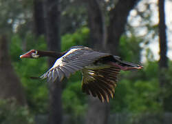 Spur-winged Goose