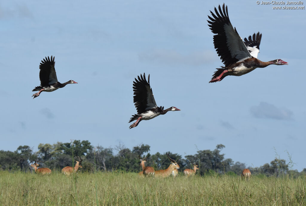 Spur-winged Goose