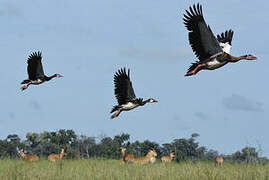 Spur-winged Goose