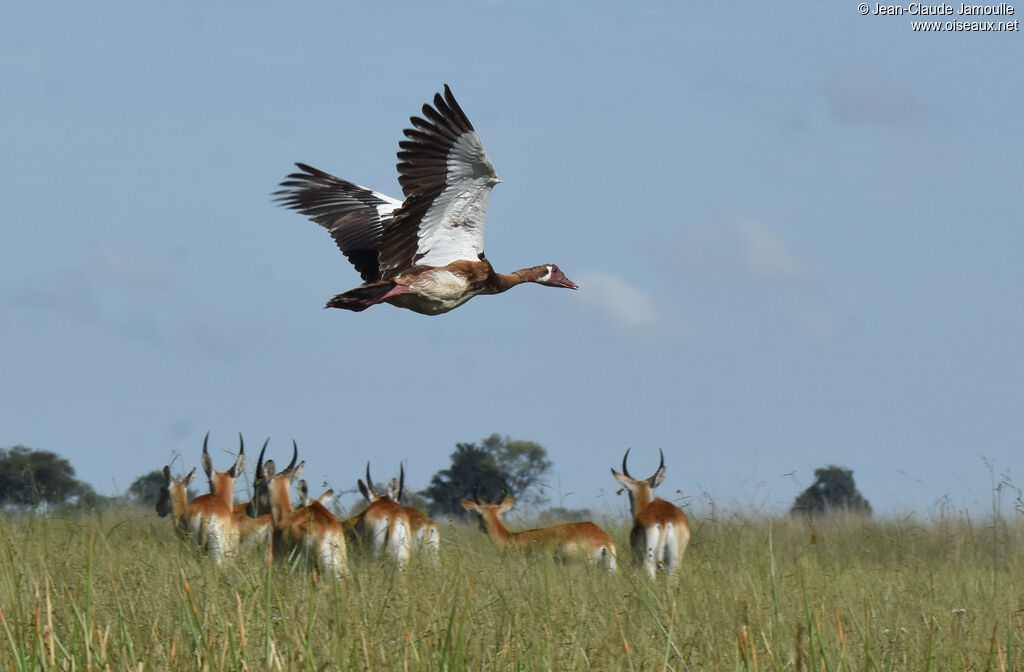 Spur-winged Goose