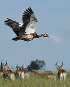 Spur-winged Goose