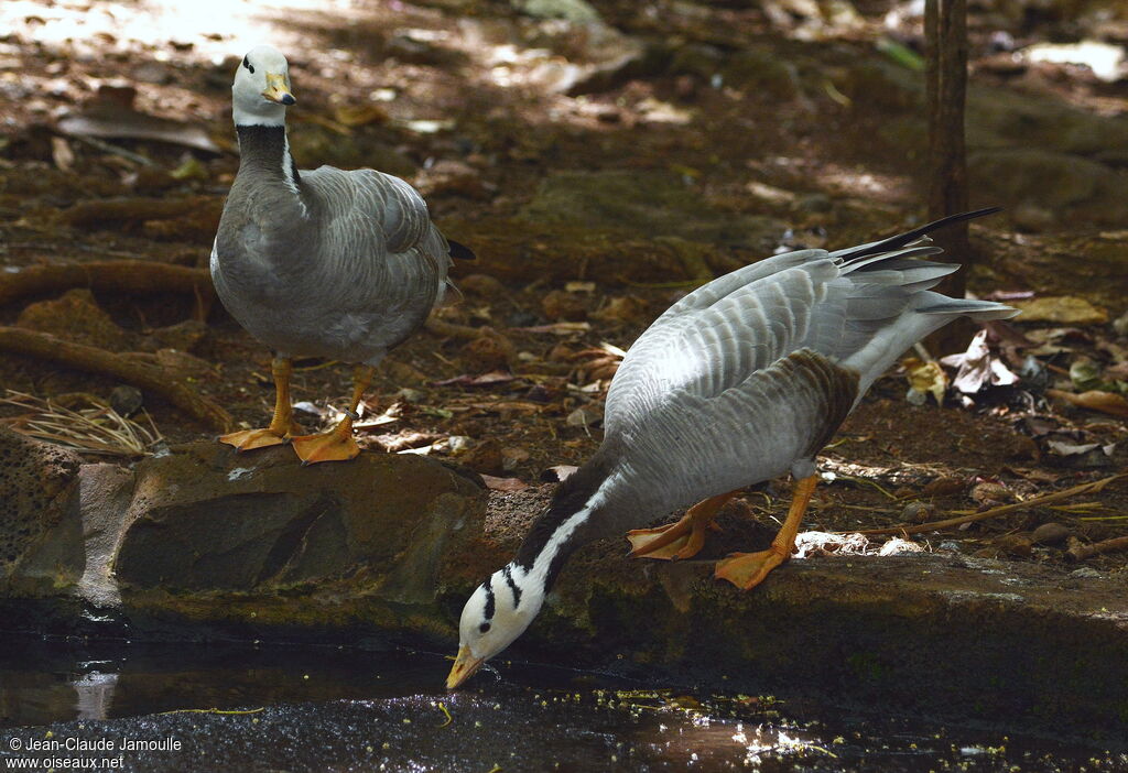 Bar-headed Goose