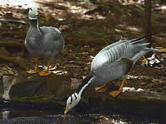 Bar-headed Goose