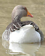 Greylag Goose