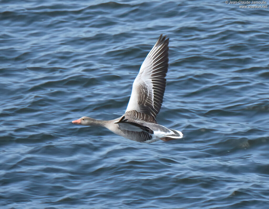 Greylag Goose