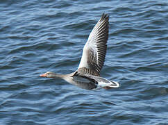 Greylag Goose