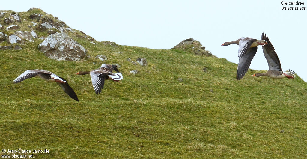 Greylag Goose, Flight