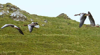 Greylag Goose